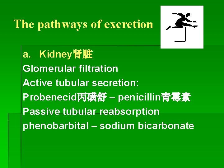 The pathways of excretion a. Kidney肾脏 Glomerular filtration Active tubular secretion: Probenecid丙磺舒 – penicillin青霉素