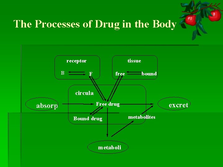 The Processes of Drug in the Body receptor B tissue free F bound circula