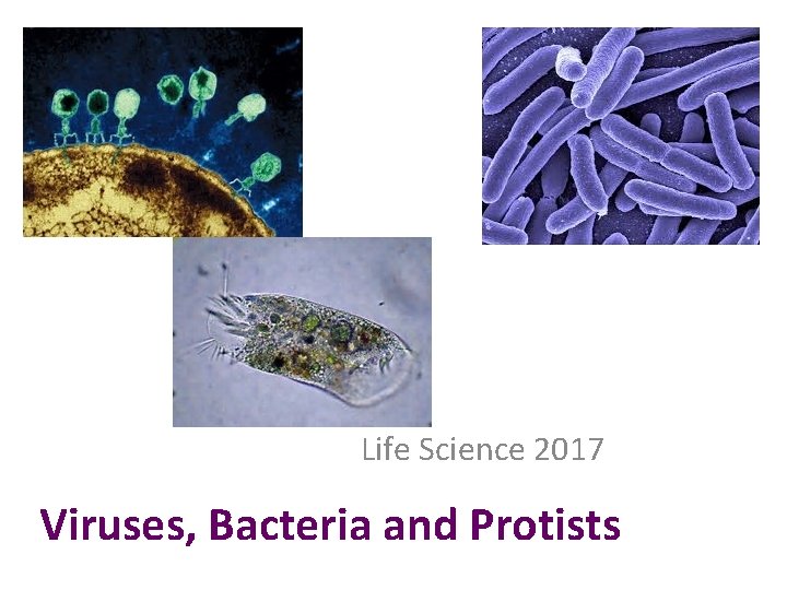 Life Science 2017 Viruses, Bacteria and Protists 