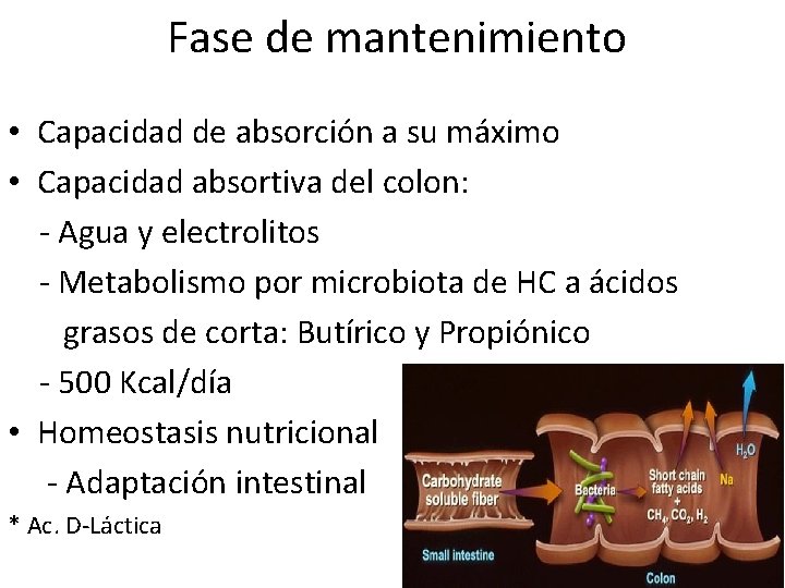Fase de mantenimiento • Capacidad de absorción a su máximo • Capacidad absortiva del Fase de mantenimiento • Capacidad de absorción a su máximo • Capacidad absortiva del