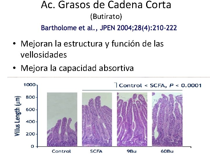Ac. Grasos de Cadena Corta (Butirato) • Mejoran la estructura y función de las Ac. Grasos de Cadena Corta (Butirato) • Mejoran la estructura y función de las