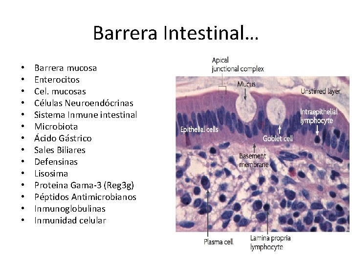 Barrera Intestinal… • • • • Barrera mucosa Enterocitos Cel. mucosas Células Neuroendócrinas Sistema Barrera Intestinal… • • • • Barrera mucosa Enterocitos Cel. mucosas Células Neuroendócrinas Sistema