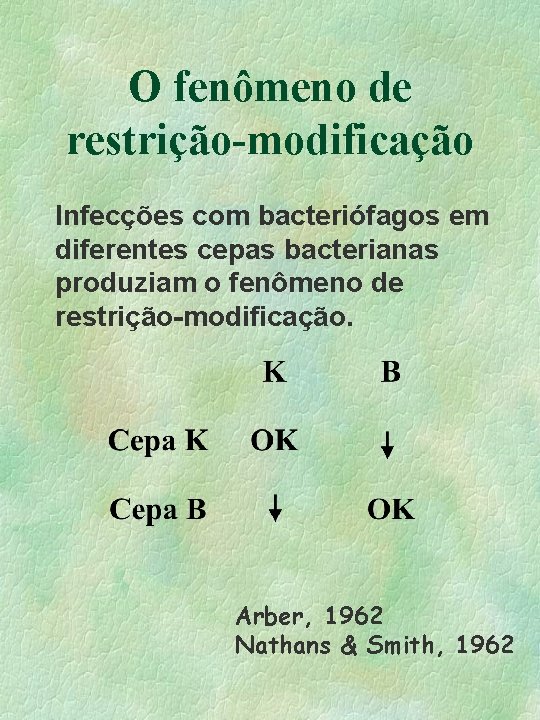 O fenômeno de restrição-modificação Infecções com bacteriófagos em diferentes cepas bacterianas produziam o fenômeno O fenômeno de restrição-modificação Infecções com bacteriófagos em diferentes cepas bacterianas produziam o fenômeno