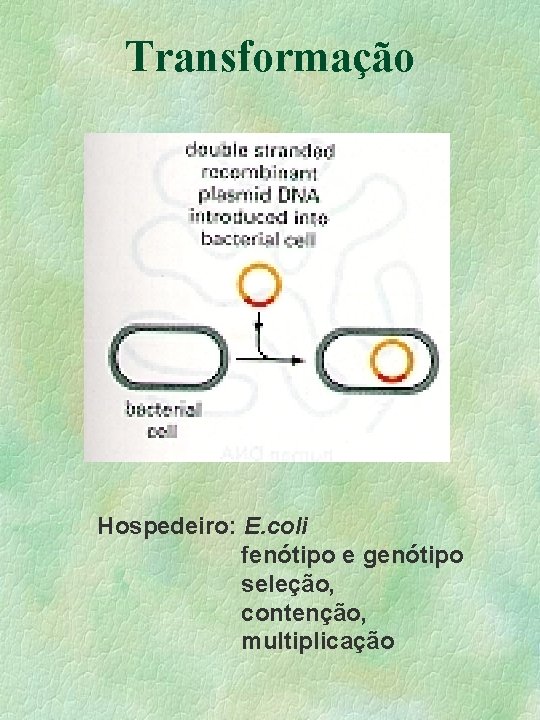 Transformação Hospedeiro: E. coli fenótipo e genótipo seleção, contenção, multiplicação Transformação Hospedeiro: E. coli fenótipo e genótipo seleção, contenção, multiplicação