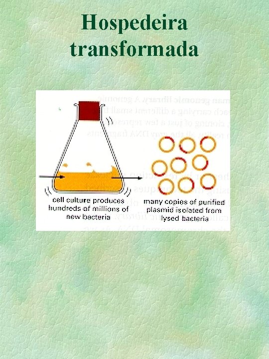 Hospedeira transformada Hospedeira transformada