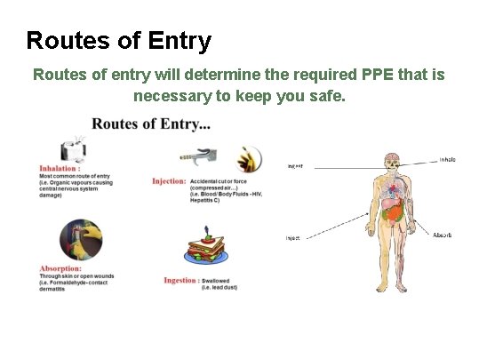Routes of Entry Routes of entry will determine the required PPE that is necessary