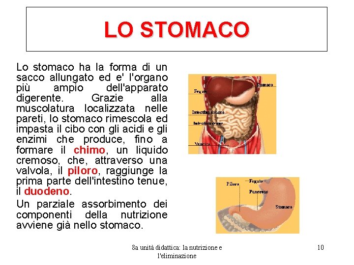 LO STOMACO Lo stomaco ha la forma di un sacco allungato ed e' l'organo
