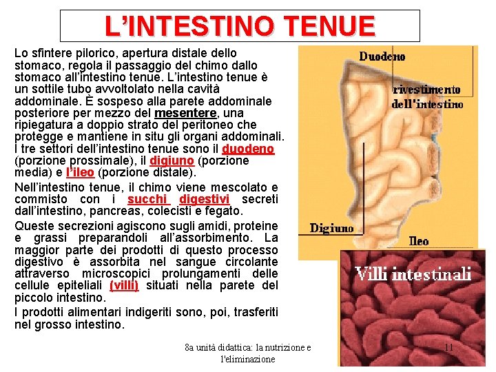 L’INTESTINO TENUE Lo sfintere pilorico, apertura distale dello stomaco, regola il passaggio del chimo