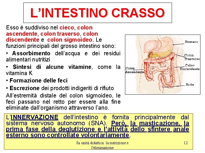 L’INTESTINO CRASSO Esso è suddiviso nel cieco, colon ascendente, colon traverso, colon discendente e