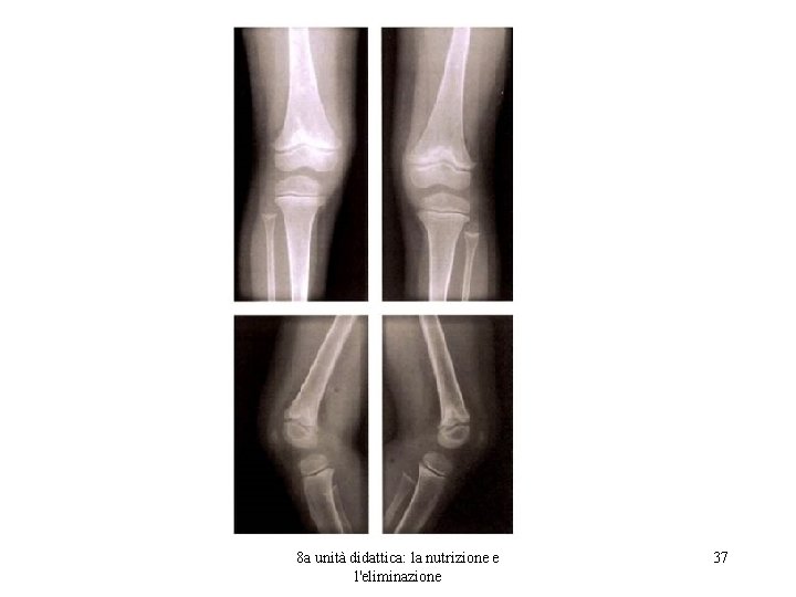 8 a unità didattica: la nutrizione e l'eliminazione 37 