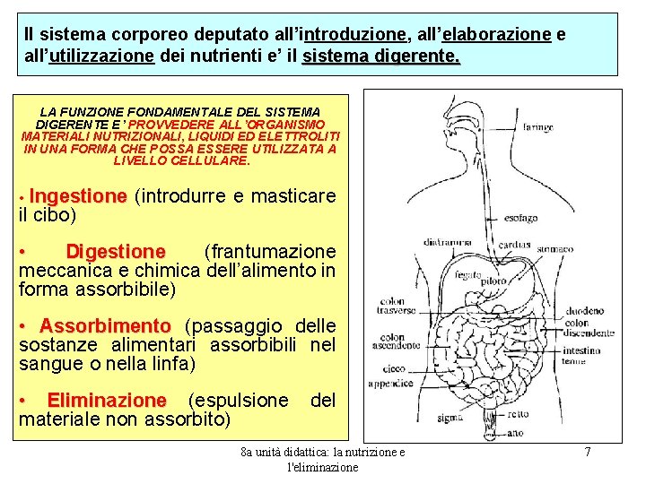 Il sistema corporeo deputato all’introduzione, all’elaborazione e all’utilizzazione dei nutrienti e’ il sistema digerente.