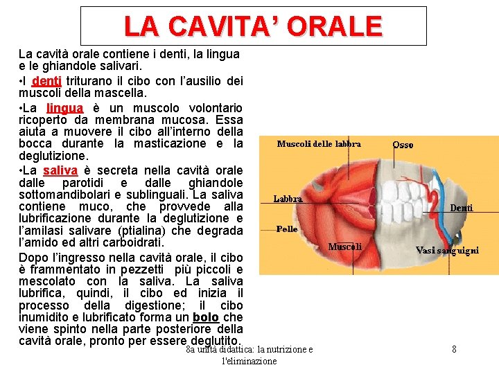 LA CAVITA’ ORALE La cavità orale contiene i denti, la lingua e le ghiandole