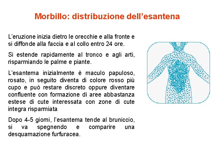 Morbillo: distribuzione dell’esantena L’eruzione inizia dietro le orecchie e alla fronte e si diffonde