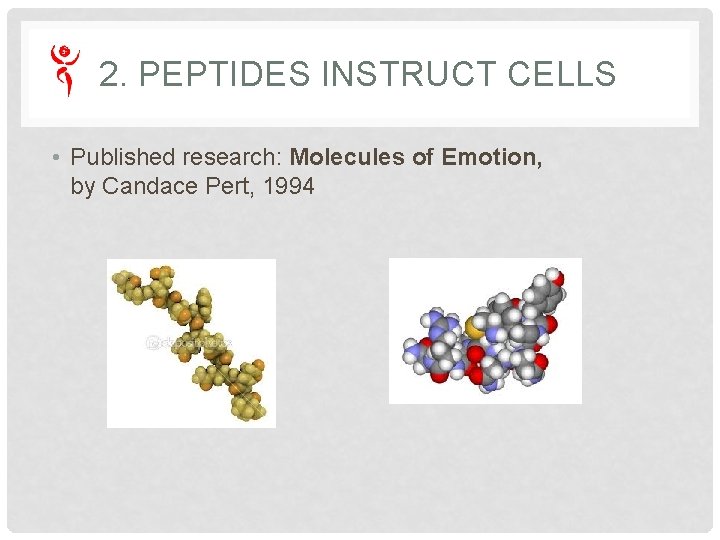 2. PEPTIDES INSTRUCT CELLS • Published research: Molecules of Emotion, by Candace Pert, 1994 2. PEPTIDES INSTRUCT CELLS • Published research: Molecules of Emotion, by Candace Pert, 1994