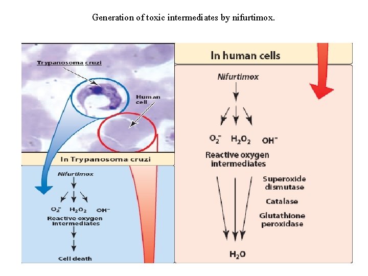 Generation of toxic intermediates by nifurtimox. 