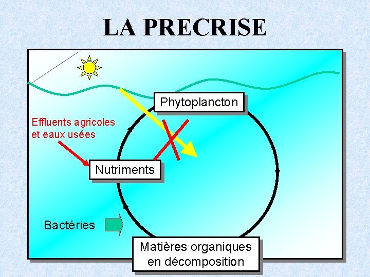 LA PRECRISE Phytoplancton Effluents agricoles et eaux usées Nutriments Bactéries Matières organiques en décomposition