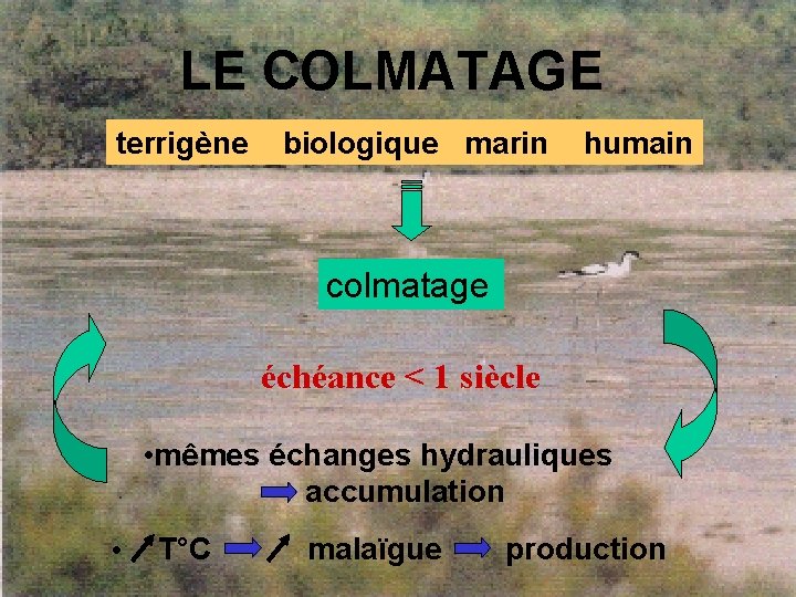 LE COLMATAGE terrigène biologique marin humain colmatage échéance < 1 siècle • mêmes échanges