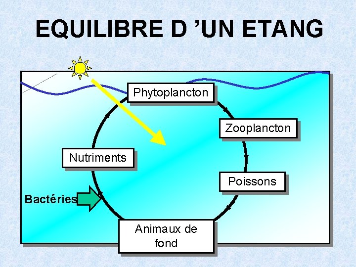 EQUILIBRE D ’UN ETANG Phytoplancton Zooplancton Nutriments Poissons Bactéries Animaux de fond 