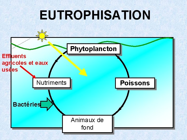 EUTROPHISATION Phytoplancton Effluents agricoles et eaux usées Nutriments Poissons Bactéries Animaux de fond 