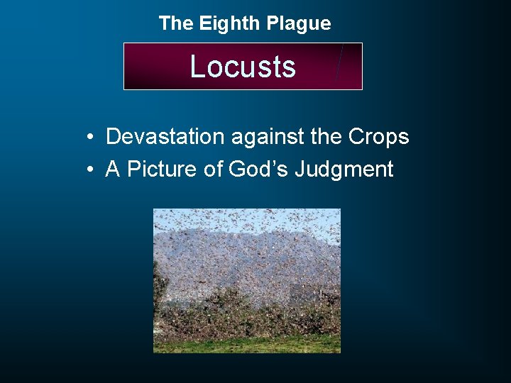 The Eighth Plague Locusts • Devastation against the Crops • A Picture of God’s