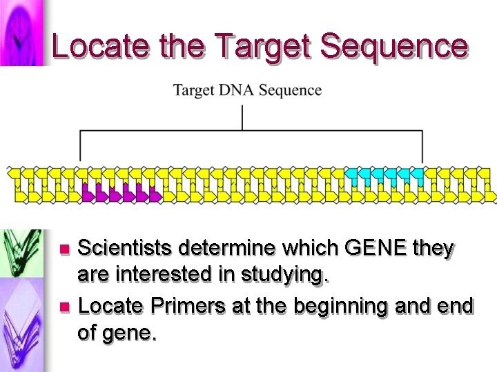 Locate the Target Sequence Scientists determine which GENE they are interested in studying. Locate