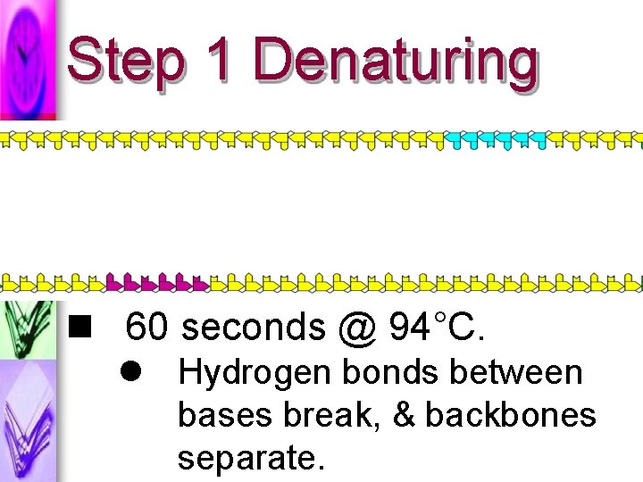 Step 1 Denaturing 60 seconds @ 94°C. Hydrogen bonds between bases break, & backbones