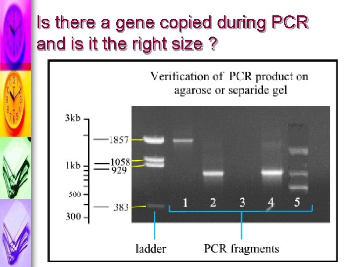 Is there a gene copied during PCR and is it the right size ?