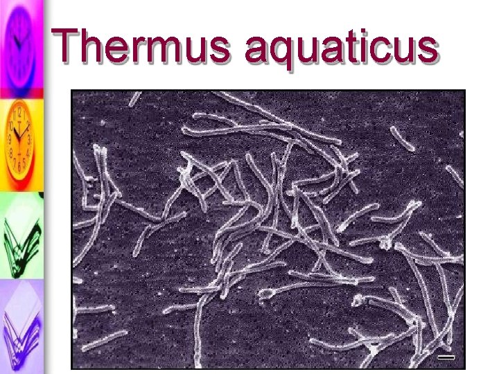 Thermus aquaticus 