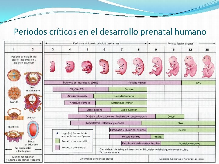 Periodos críticos en el desarrollo prenatal humano 