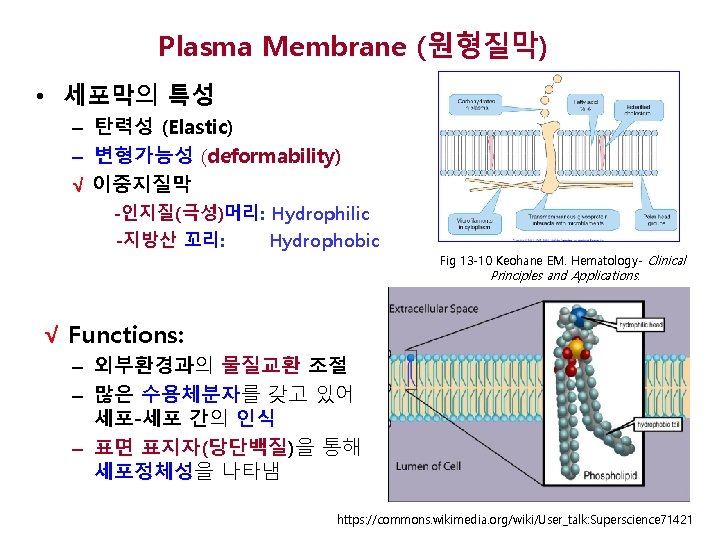 Plasma Membrane (원형질막) • 세포막의 특성 – 탄력성 (Elastic) – 변형가능성 (deformability) √ 이중지질막