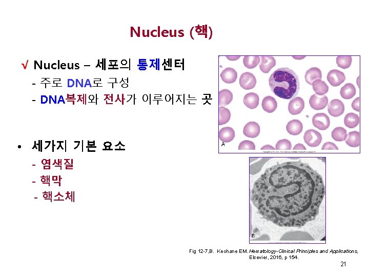 Nucleus (핵) √ Nucleus – 세포의 통제센터 - 주로 DNA로 구성 - DNA복제와 전사가