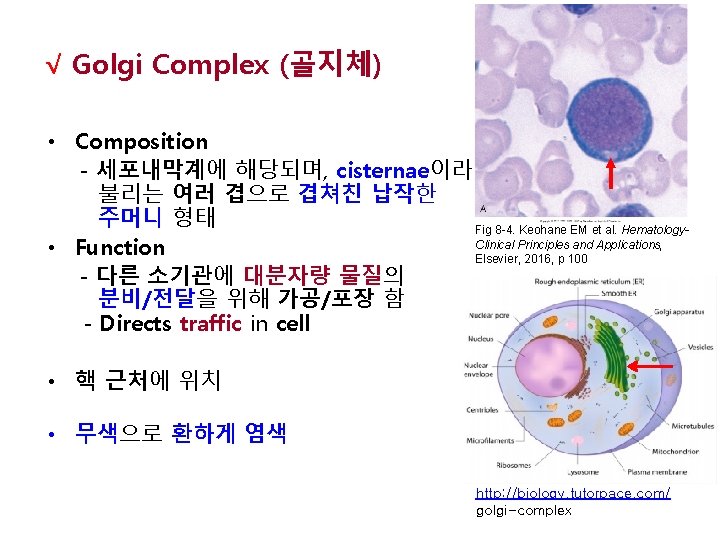 √ Golgi Complex (골지체) • Composition - 세포내막계에 해당되며, cisternae이라 불리는 여러 겹으로 겹쳐친