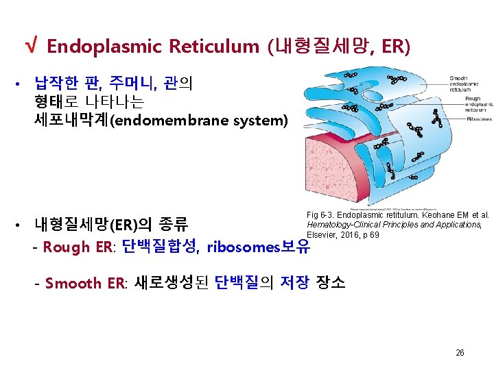  √ Endoplasmic Reticulum (내형질세망, ER) • 납작한 판, 주머니, 관의 형태로 나타나는 세포내막계(endomembrane