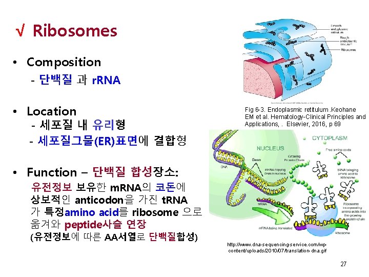  √ Ribosomes • Composition - 단백질 과 r. RNA • Location - 세포질