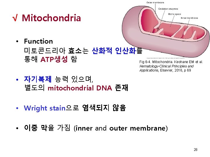  √ Mitochondria • Function 미토콘드리아 효소는 산화적 인산화를 통해 ATP생성 함 Fig 6