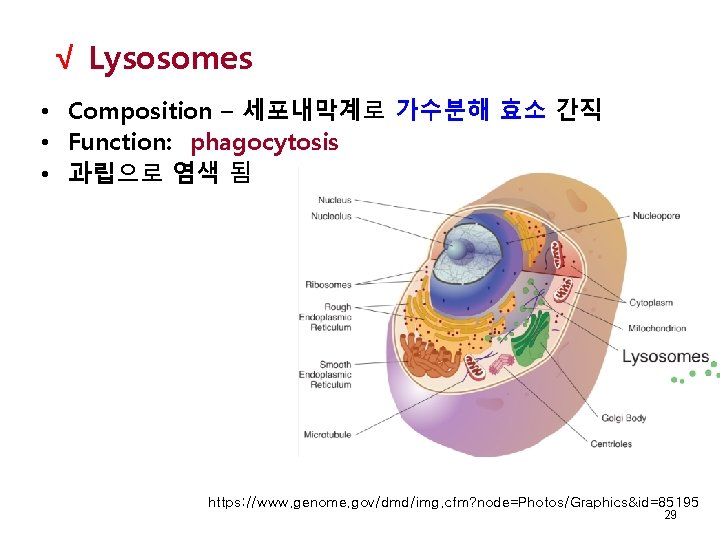  √ Lysosomes • Composition – 세포내막계로 가수분해 효소 간직 • Function: phagocytosis •