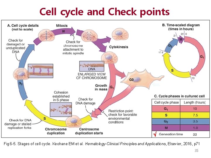 Cell cycle and Check points √ Fig 6 -5. Stages of cell cycle. Keohane