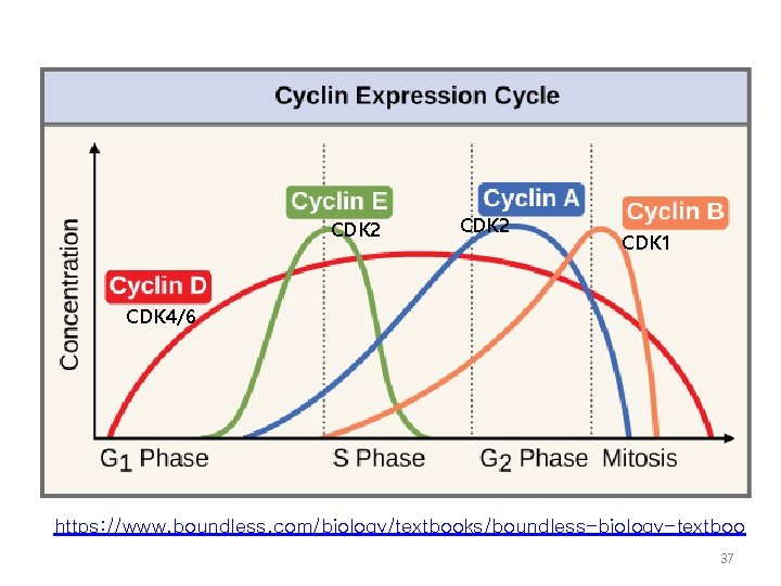 CDK 2 CDK 1 CDK 4/6 https: //www. boundless. com/biology/textbooks/boundless-biology-textboo 37 