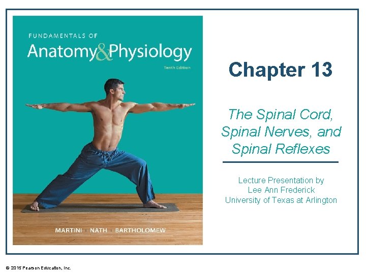 Chapter 13 The Spinal Cord, Spinal Nerves, and Spinal Reflexes Lecture Presentation by Lee