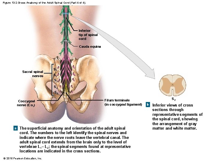 Figure 13 -2 Gross Anatomy of the Adult Spinal Cord (Part 4 of 4).