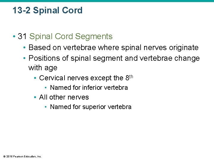 13 -2 Spinal Cord • 31 Spinal Cord Segments • Based on vertebrae where