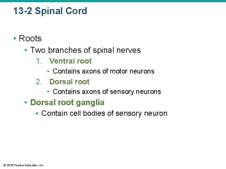 13 -2 Spinal Cord • Roots • Two branches of spinal nerves 1. Ventral