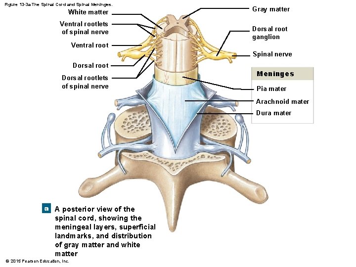 Figure 13 -3 a The Spinal Cord and Spinal Meninges. White matter Ventral rootlets