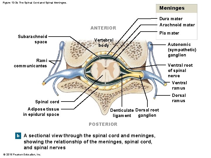 Figure 13 -3 b The Spinal Cord and Spinal Meninges ANTERIOR Subarachnoid space Vertebral