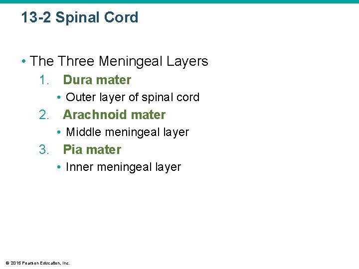 13 -2 Spinal Cord • The Three Meningeal Layers 1. Dura mater • Outer