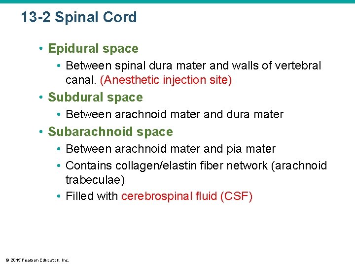 13 -2 Spinal Cord • Epidural space • Between spinal dura mater and walls