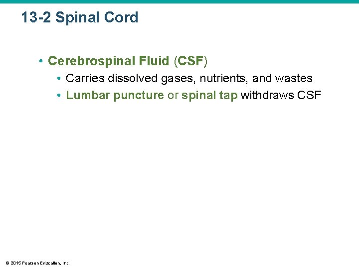 13 -2 Spinal Cord • Cerebrospinal Fluid (CSF) • Carries dissolved gases, nutrients, and