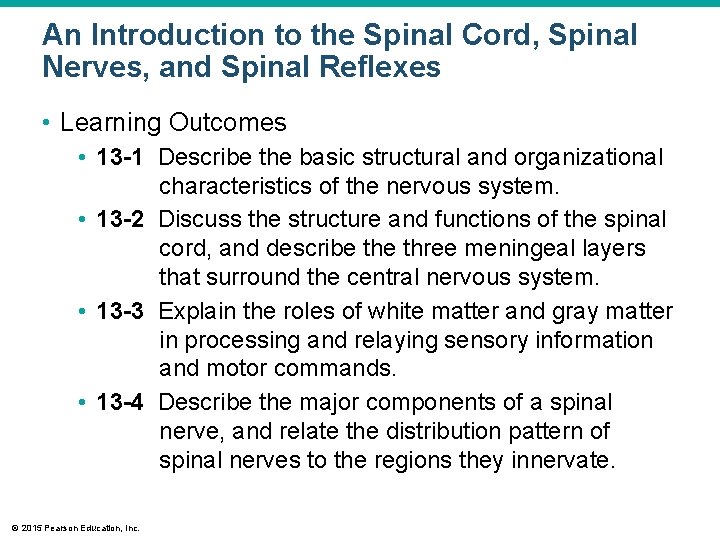 An Introduction to the Spinal Cord, Spinal Nerves, and Spinal Reflexes • Learning Outcomes