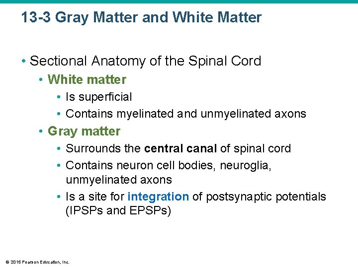 13 -3 Gray Matter and White Matter • Sectional Anatomy of the Spinal Cord