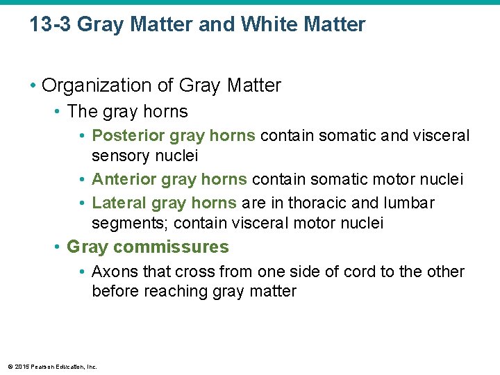 13 -3 Gray Matter and White Matter • Organization of Gray Matter • The